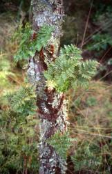 Davallia tasmanii subsp. tasmanii. Mature plant with sterile and fertile fronds climbing kānuka trunk.
 Image: A.E. Wright © Anthony Wright All rights reserved